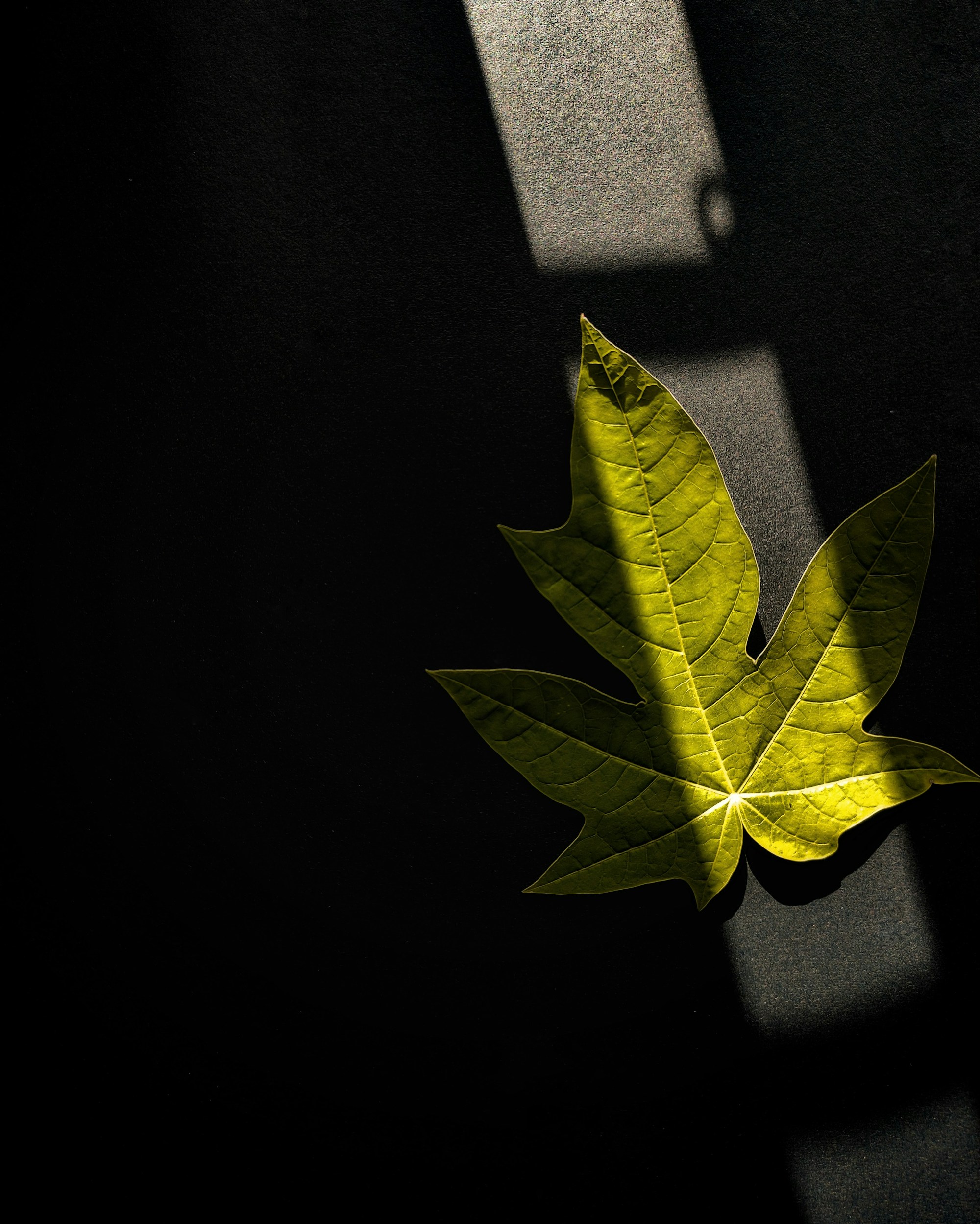 Hemp leaf detail against a black background